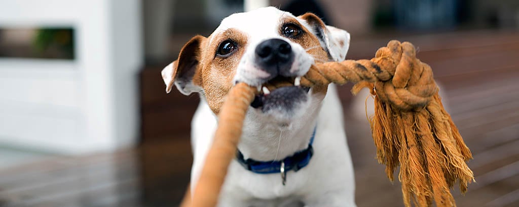 liten hund jack russell drar i ett rep