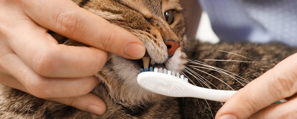 katt som får sina tänder borstade