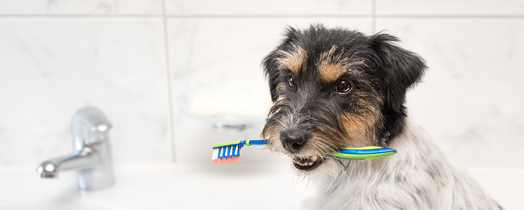liten söt hund sitter med tandborste i munnen