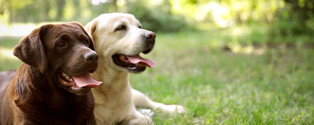 två labradorer en vit och en brun ligger på en gräsmatta