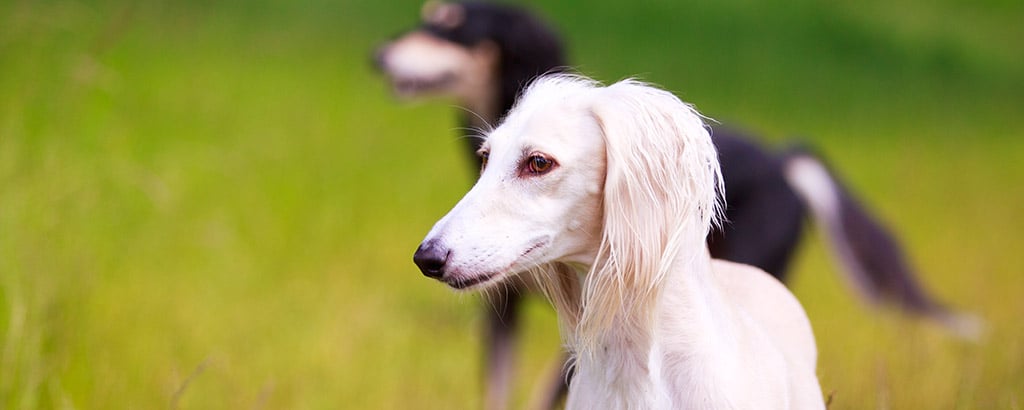 två saluki i olika färg utomhus