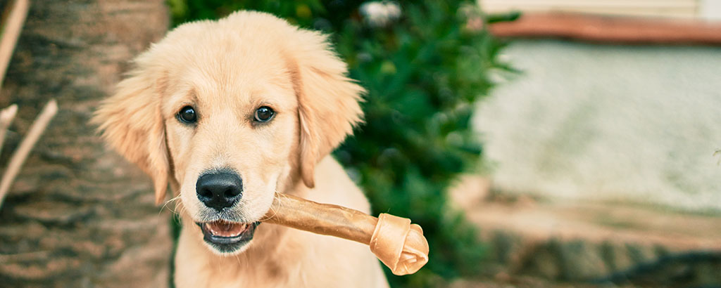 söt valp golden retriever med ett tuggben