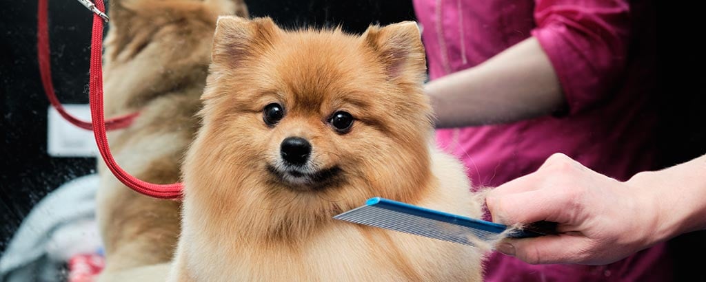 pomeranian förbereds för hundutställning