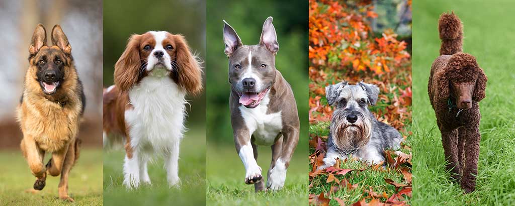 collage av fyra populära hundraser