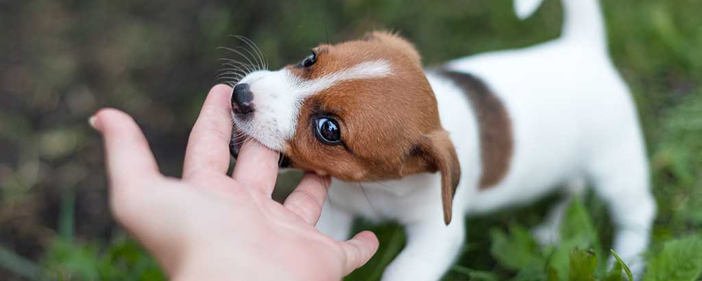 liten valp jack russell biter matte på fingrarna