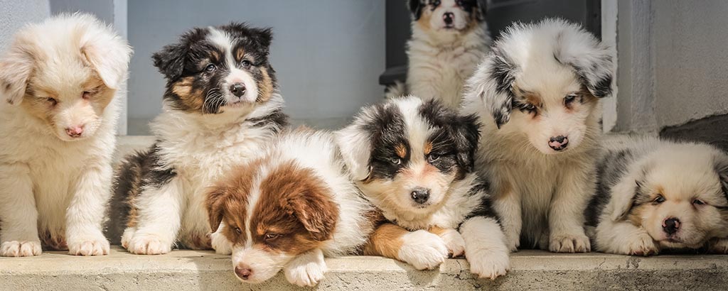 Veterinärbesiktning: hur går en valpbesiktning till?