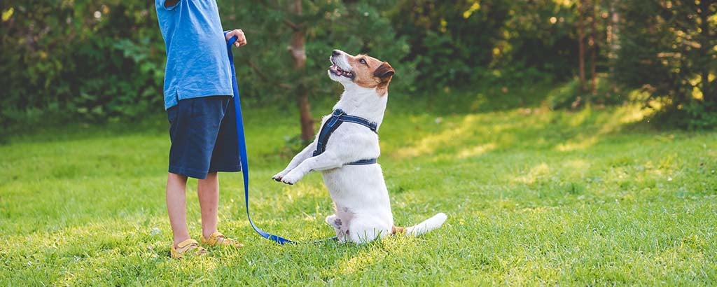 pojke tränar sin lilla hund i sitta fint