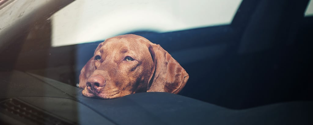 ensam hund väntar på matte i en bil