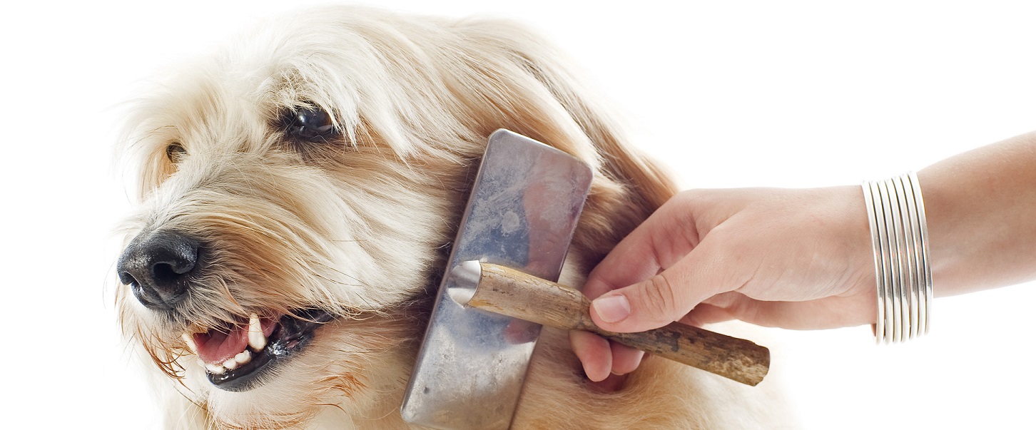Pälsvård för hunden - Moderna Djurförsäkringar