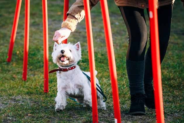 liten hund westie gör slalom på agilitybanan