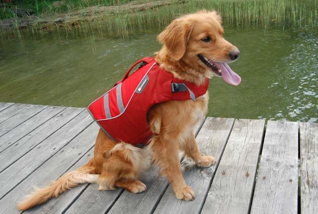 glad hund med flytväst sitter på en brygga