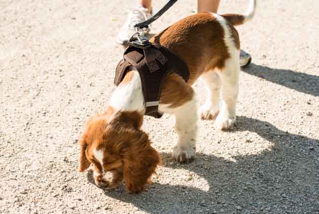 hund spaniel nosar på grus