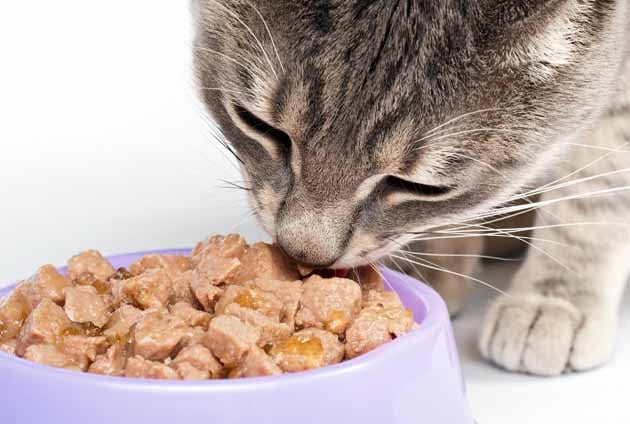 närbild på grå katt som äter mat i matskål