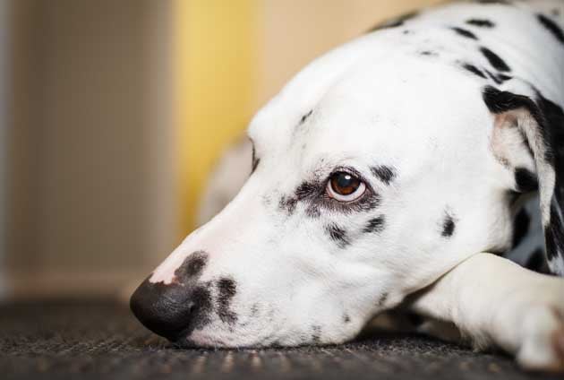 Let at læse Tips Kan ikke Juvertumörer hund - Moderna Djurförsäkringar