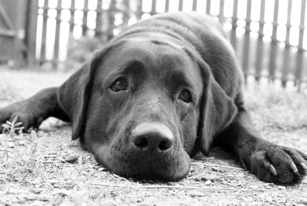 ledsen hund labrador ligger på marken