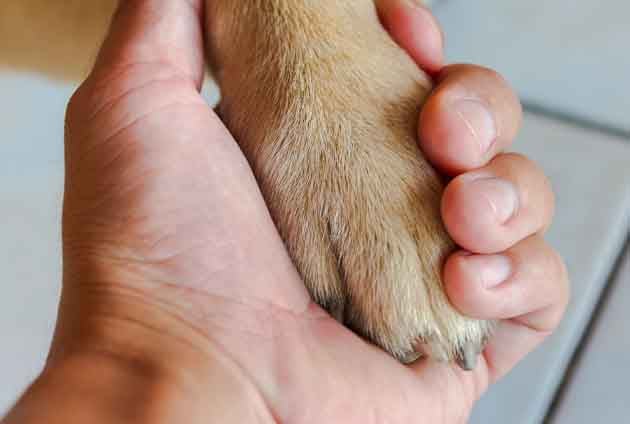 husse håller i sin hunds tass