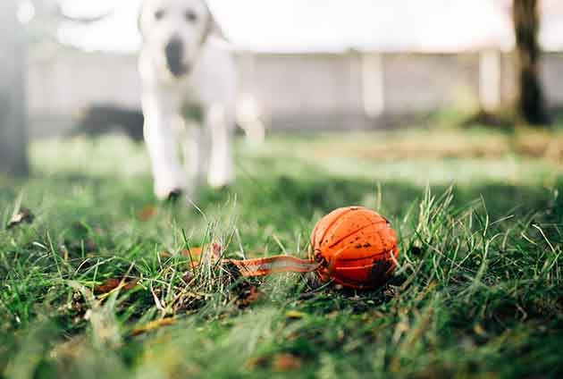 hund golden retriever på väg att apportera en leksak