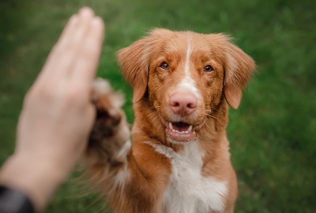 hund tollare gör vacker tass