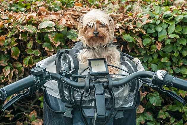 lien hund yorkshireterrier i en cykelkorg