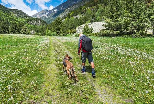 man och hund vandrar på fjället