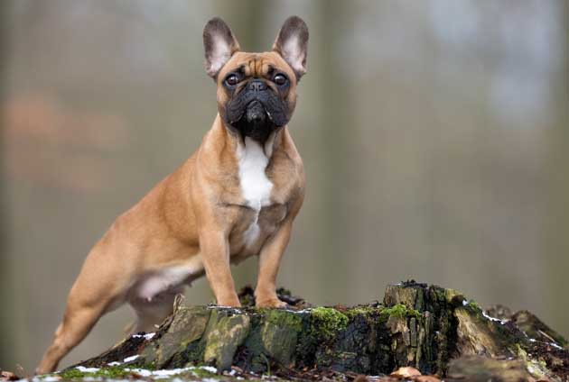 hund fransk bulldogg i skogen