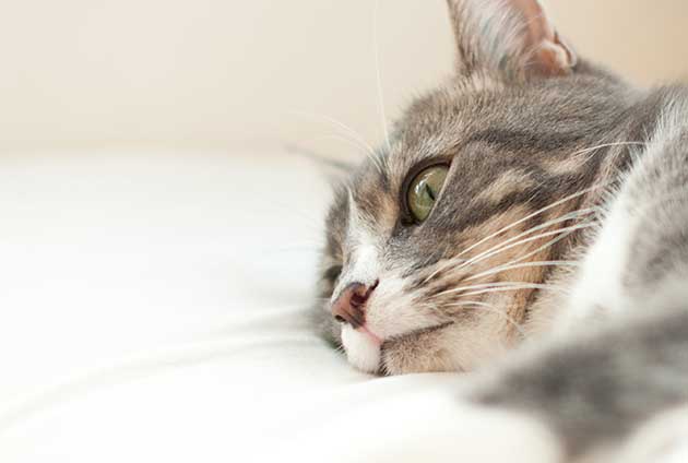beslutte Ru Læsbarhed Skadecase – så fungerar kattförsäkringen vid urinsten