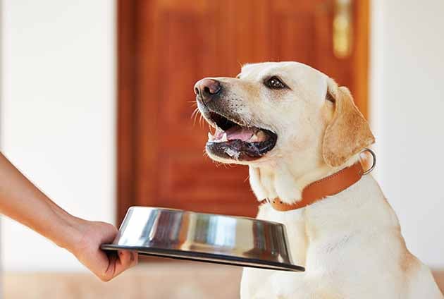 hund labrador väntar på att få maten serverad