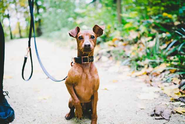 liten hund i koppel sitter bredvid sin husse