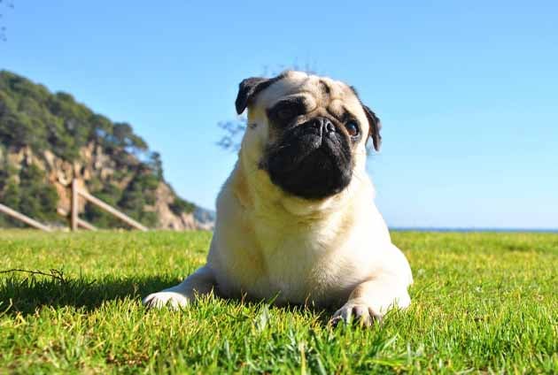 hund mops ligger i solen på gräset