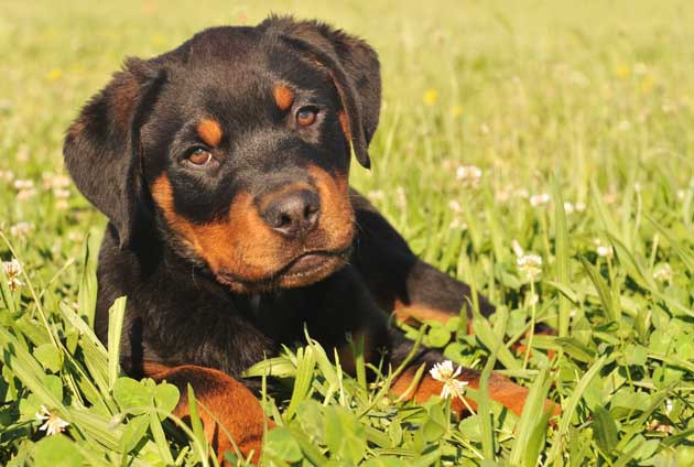 rottweilervalp ligger i gräset