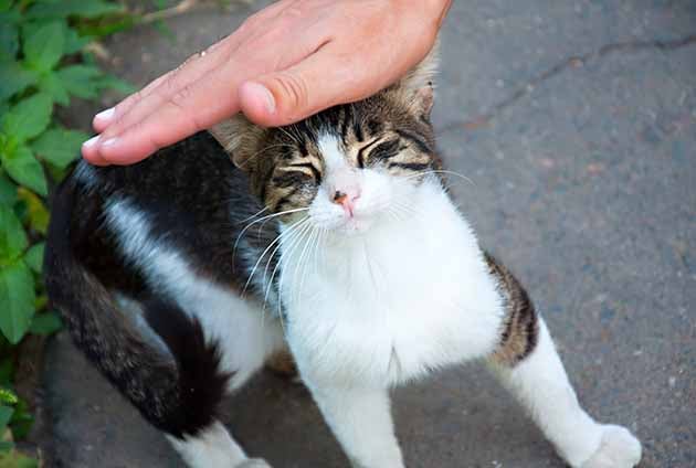 husse klappar sin katt utomhus