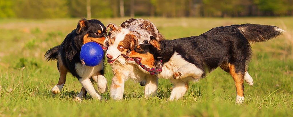 valpträff med en grupp australian shepherd