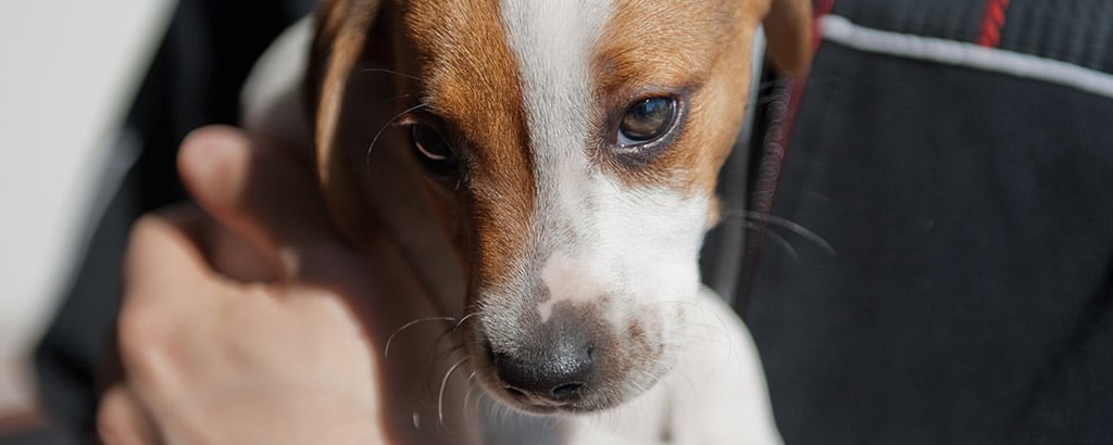 liten söt valp dansk svensk gårdshund