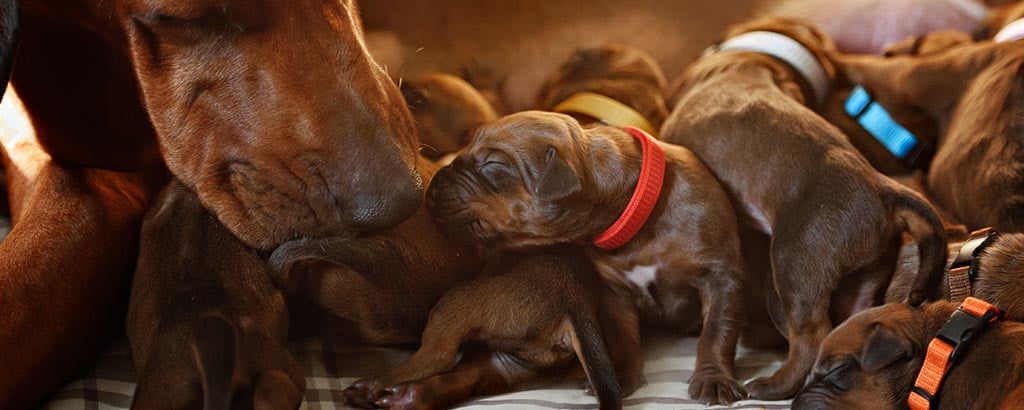 tik rhodesian ridgeback med sina nyfödda valpar