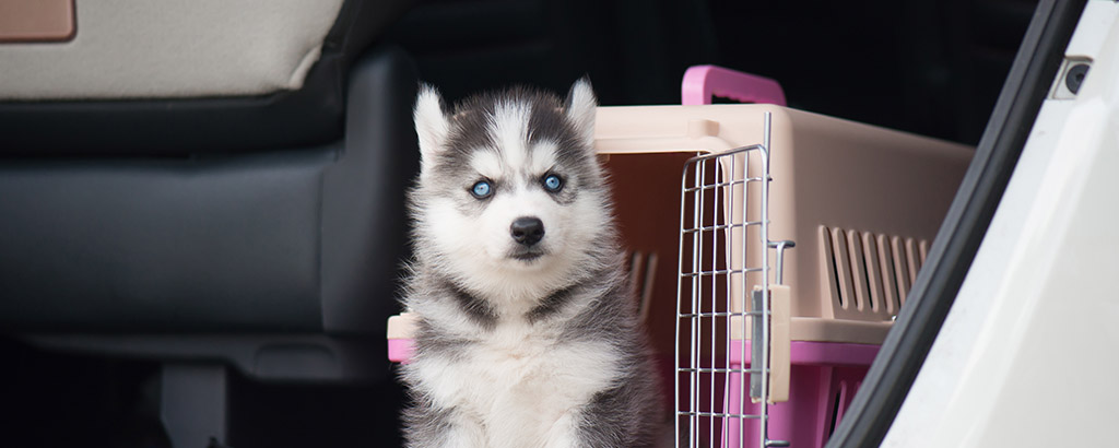 söt valp husky sitter i en bil