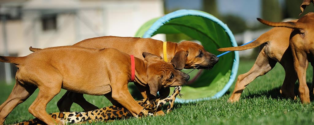 busiga valpar rhodesian ridgeback leker ute