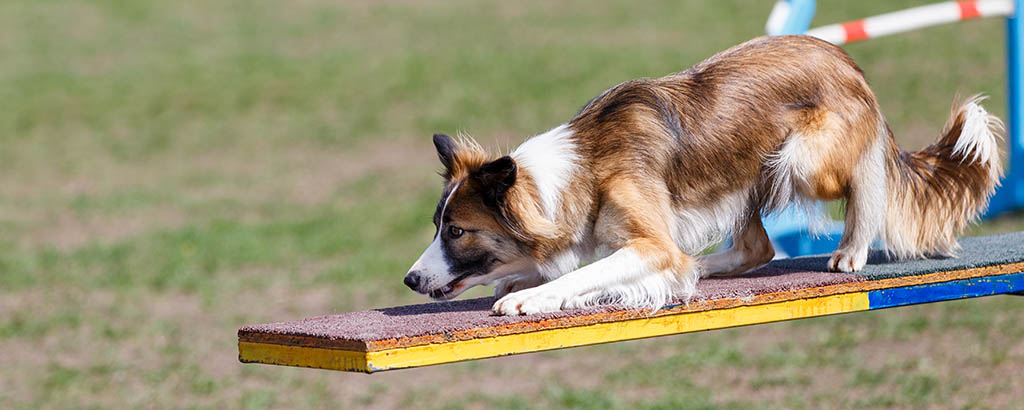 border collie på en agilitybana