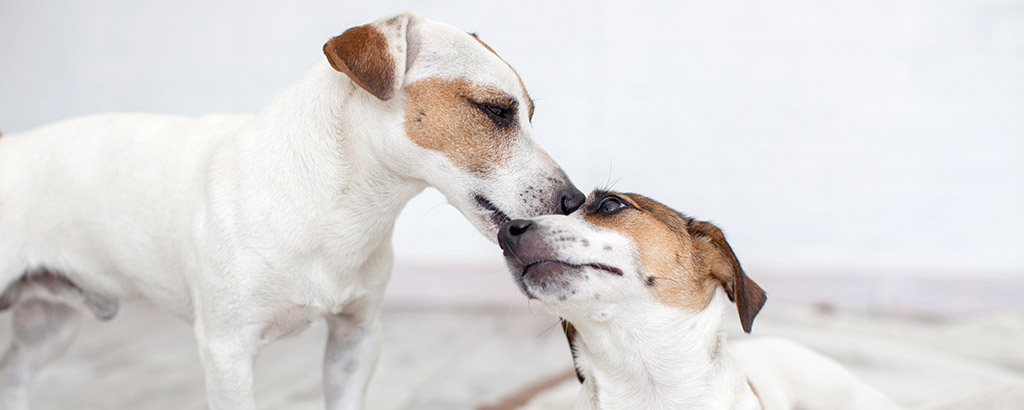 tik och hanhund kelar 