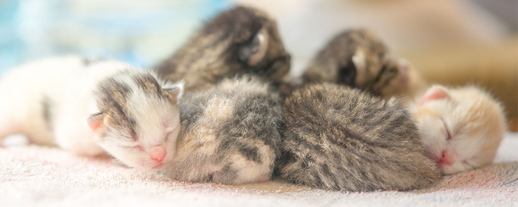 nyfödda kattungar sover tillsammans