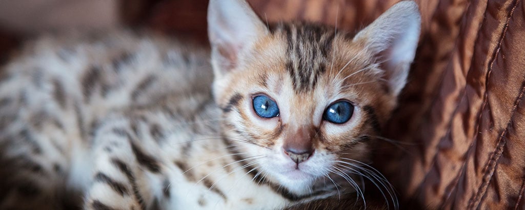 vacker kattunge med blå ögon tittar mot kameran
