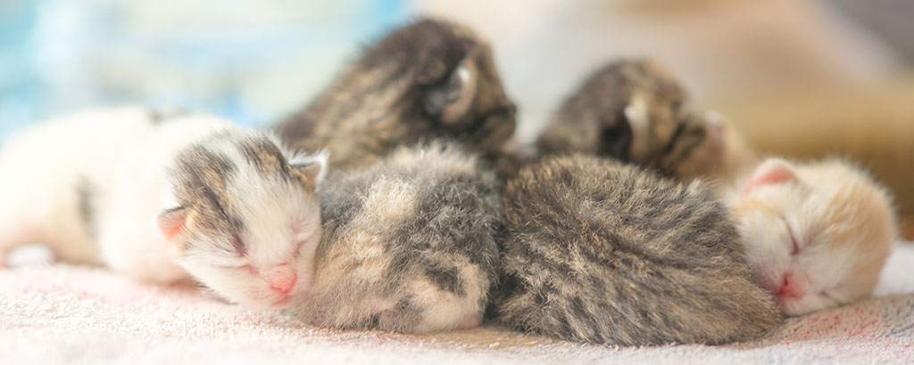 nyfödda kattungar sover
