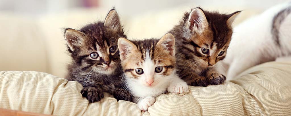 tre söta kattungar