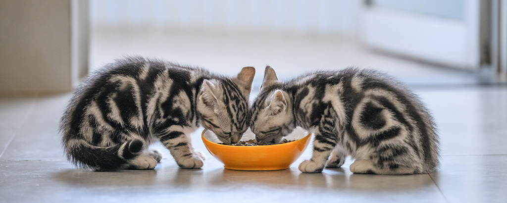 två söta kattungar äter ur en skål