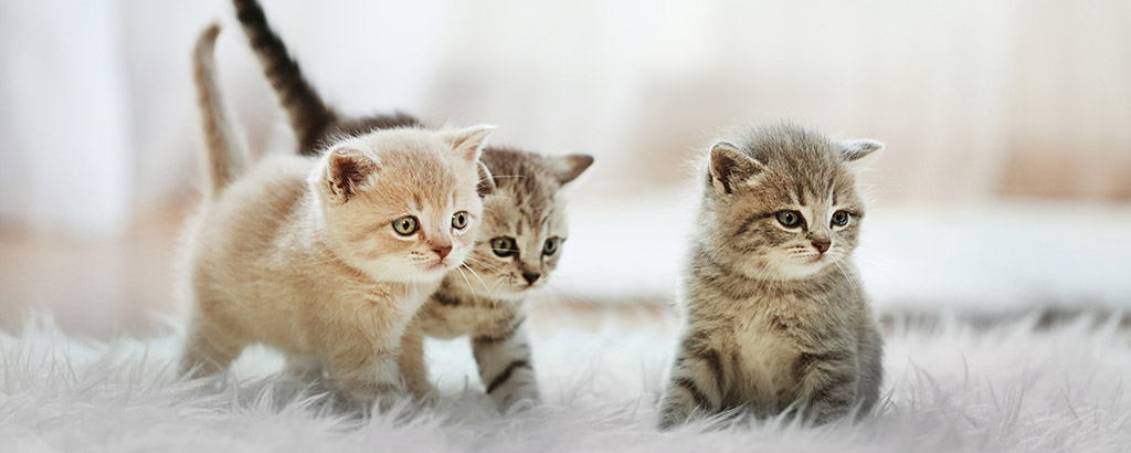 små gulliga kattungar busar på en matta