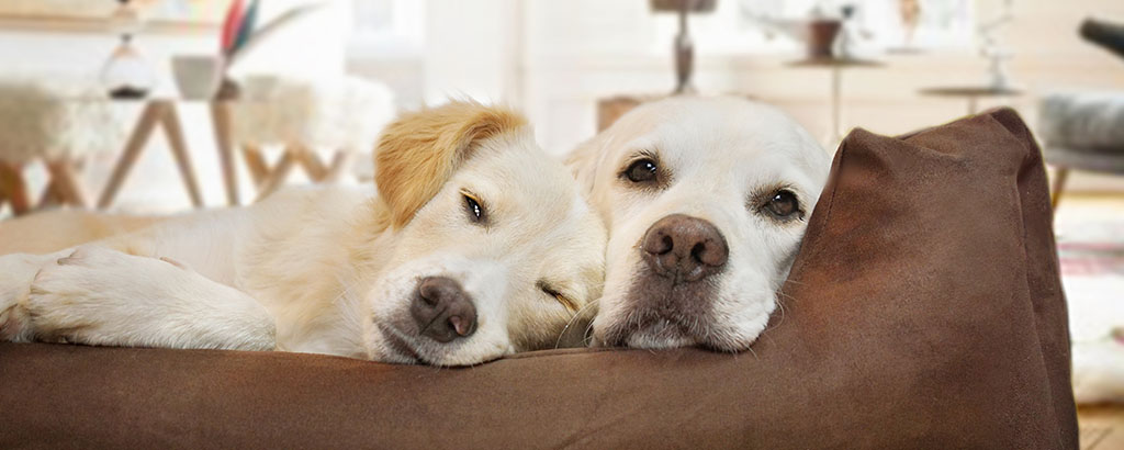 två hundar labrador sover i en bädd