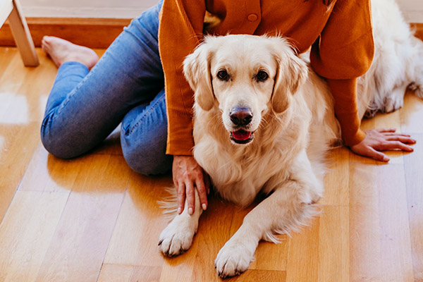 Golden retriever-hund ligger på trägolv